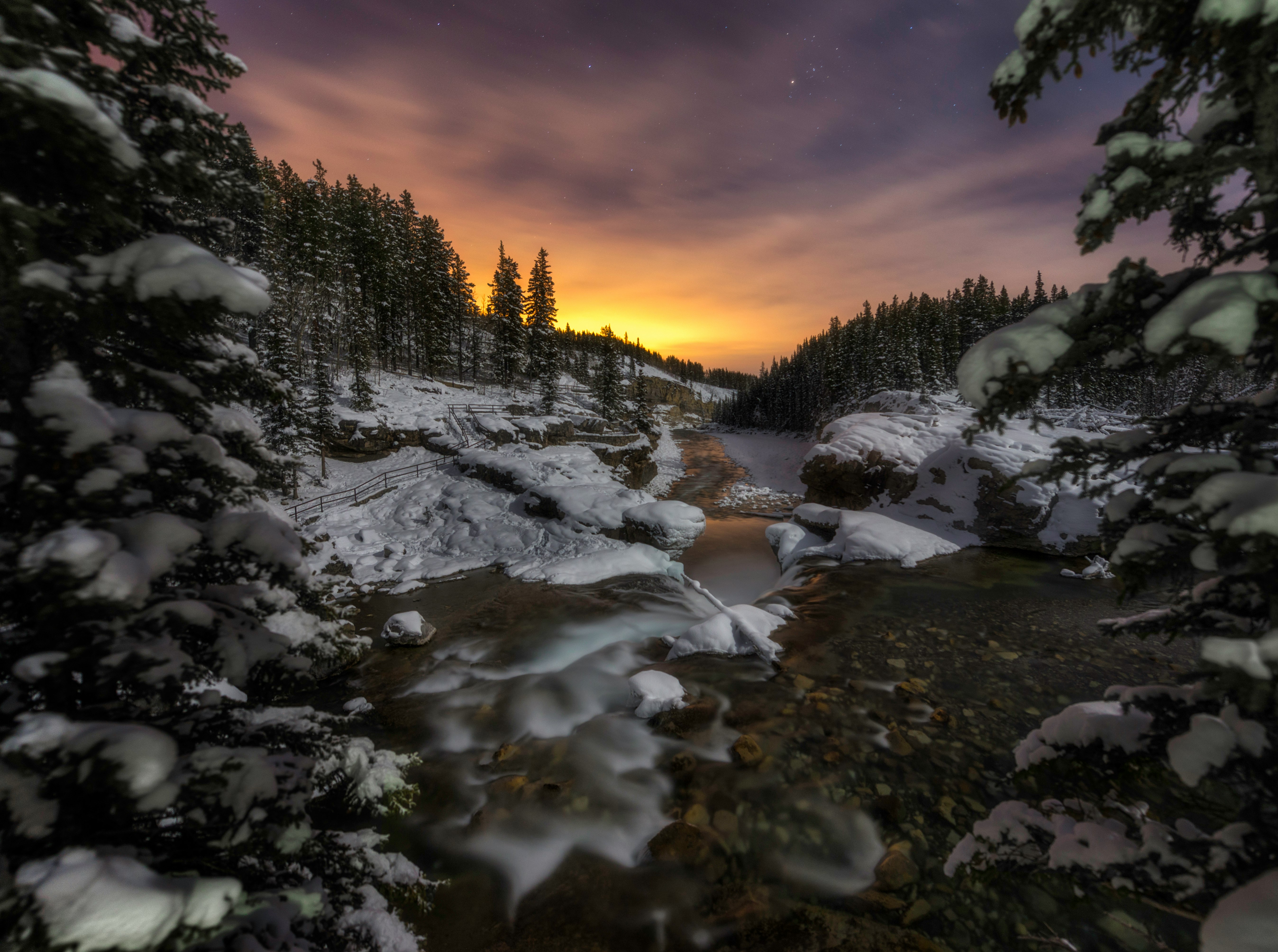 selective focus photography of tree cover with snow